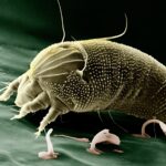 Allergie gegen Hausstaubmilben oder andere Milben