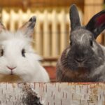 Kaninchenhaare können Allergien auslösen